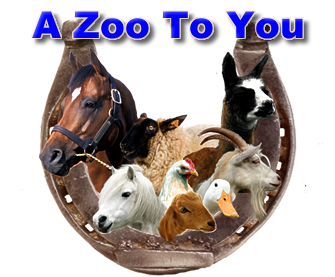 A Zoo to You is a family-run business we built from scratch that started in 2000.